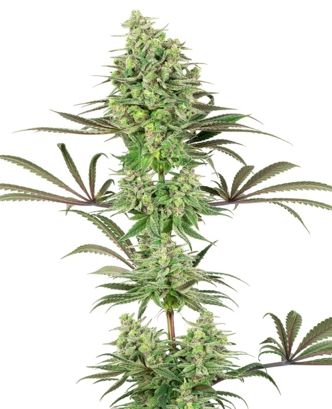 10 UND FEM  - DOUBLE BANANA KUSH