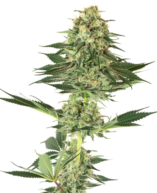 10 UND FEM  - BANANA KUSH