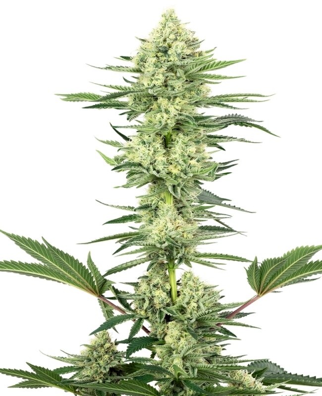3 UND FEM  - WHITE GORILLA HAZE