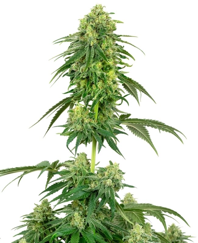 3 UND FEM - STRAWBERRY KUSH