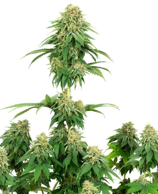 3 UND FEM  - GIRL SCOUT COOKIES