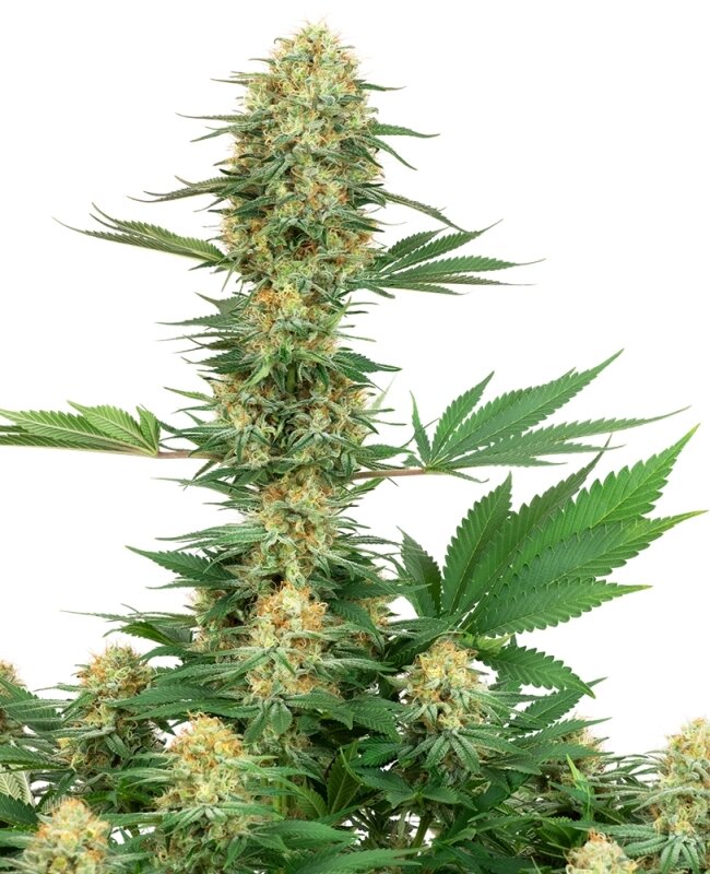 3 UND FEM  - GELATO #420