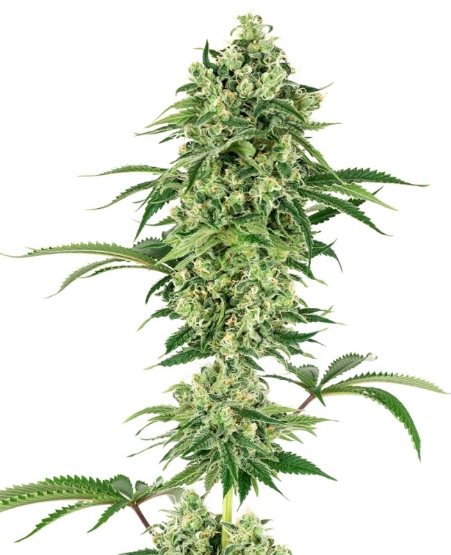10 UND FEM  - NICOLE HINDU KUSH
