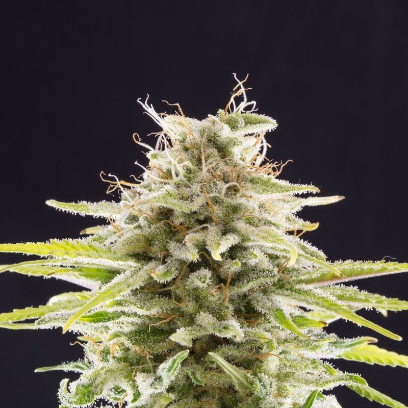 100 UND FEM - SUPER OG KUSH