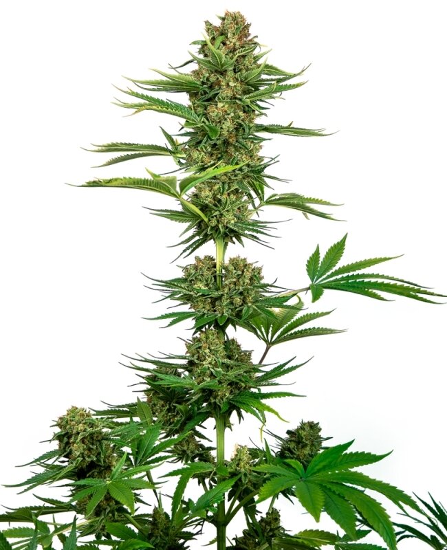 3 UND FEM - SATIN BLACK DOMINA CBD