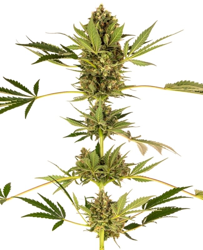5 UND FEM - HIMALAYAN CBD