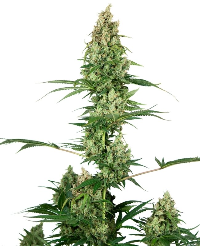 3 UND FEM - SILVER FIRE