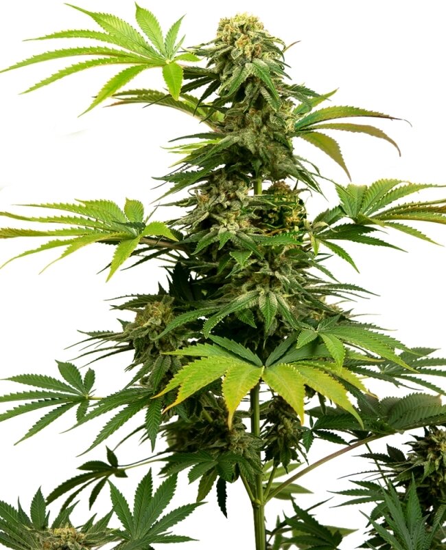 10 UND FEM - BLACK HARLEQUIN