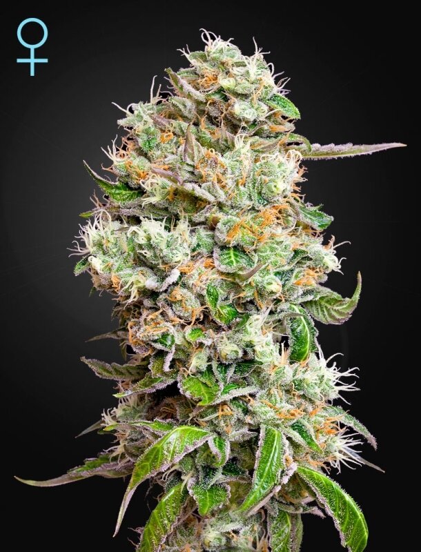 3 UND FEM - KING'S KUSH AUTO CBD