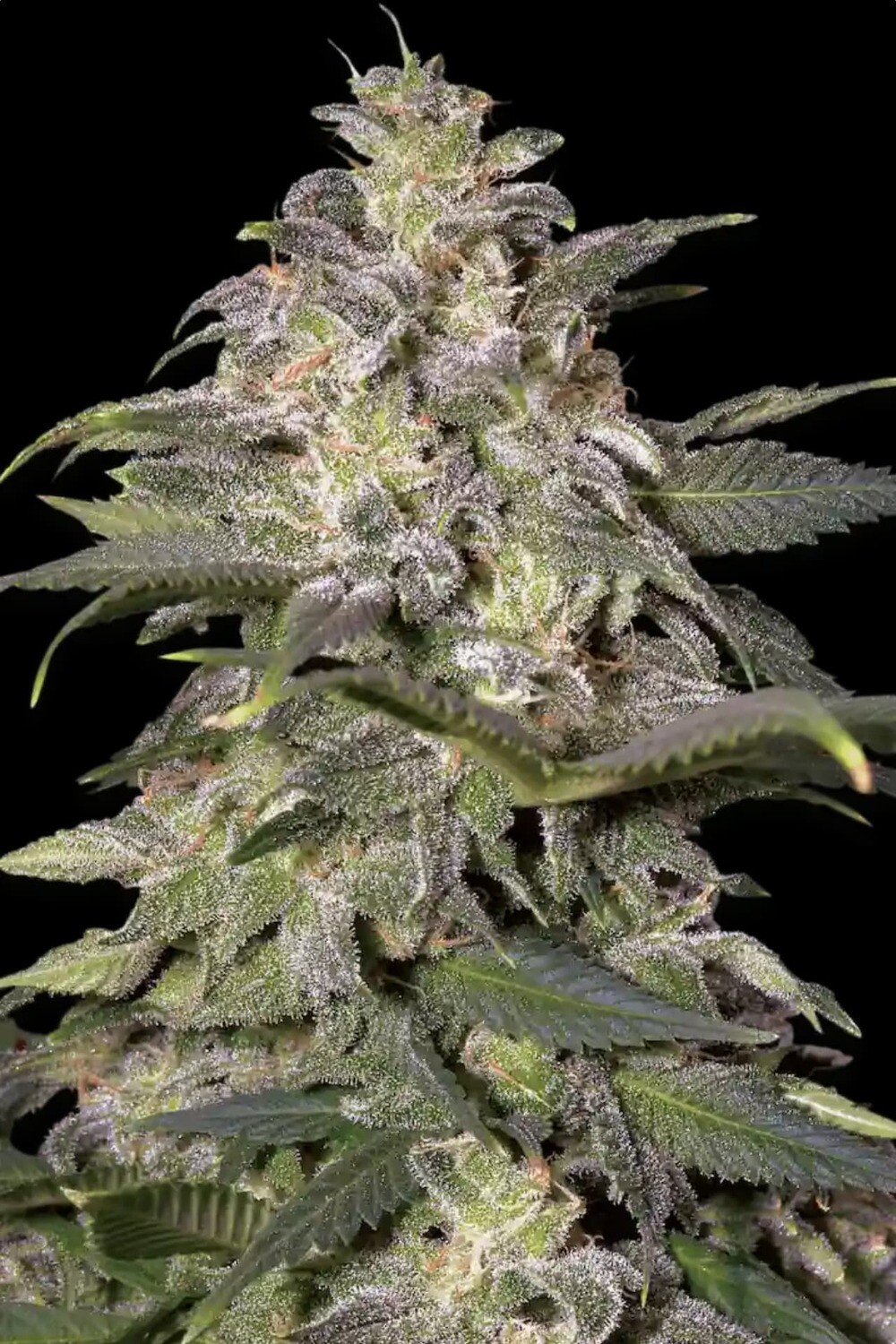 10 UND FEM - MAGIC BUD