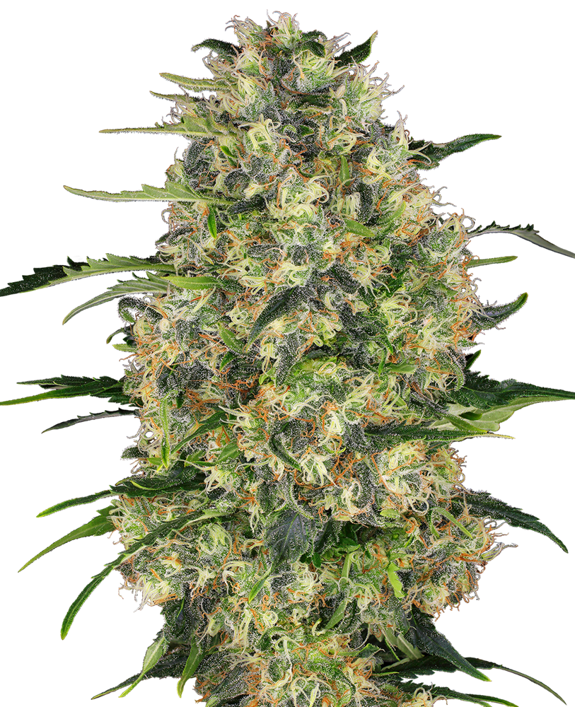 10 UND FEM - BLACK DOMINA ®