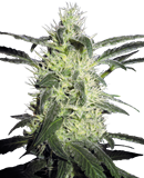 10 UND FEM- SILVER HAZE SENSI SEEDS