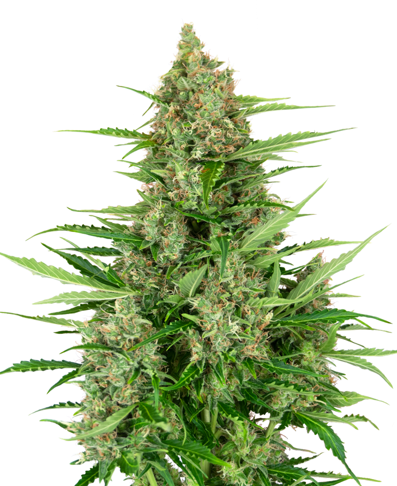 10 UND FEM - DOUBLE KUSH CAKE AUTO