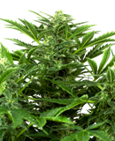 10 UND FEM - MANDARINE PUNCH AUTO