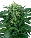 10 UND FEM - SENSI AMNESIA AUTO