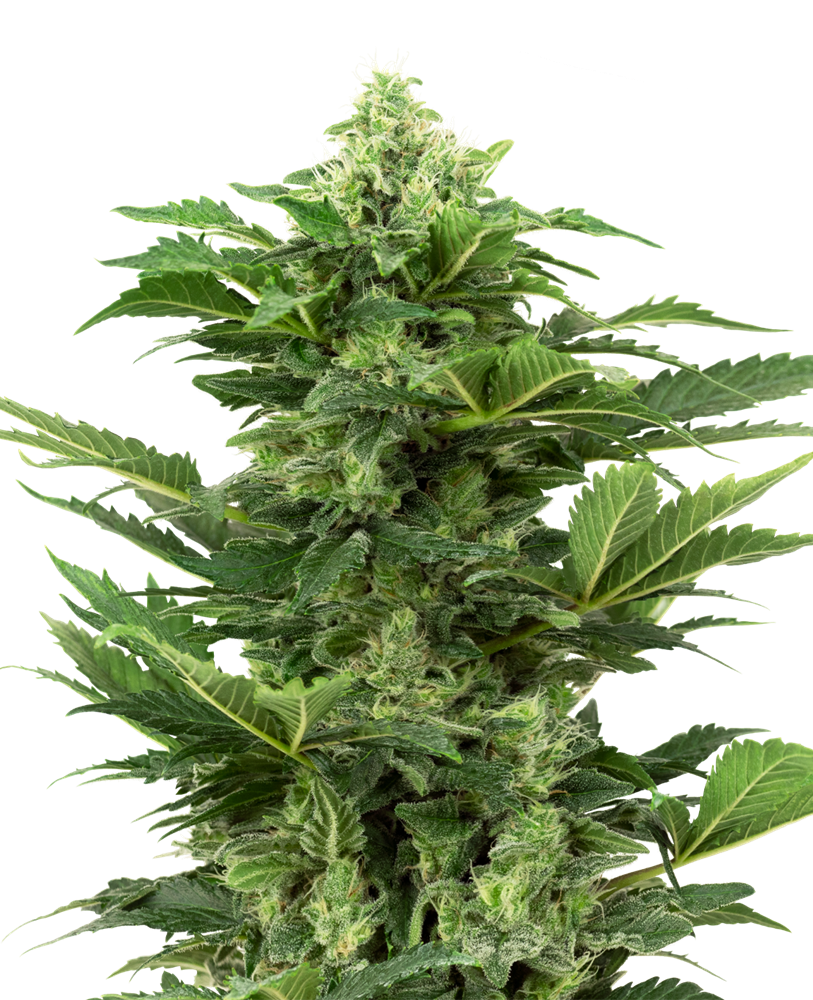 5 UND FEM - AFGHAN PEARL CBD AUTO