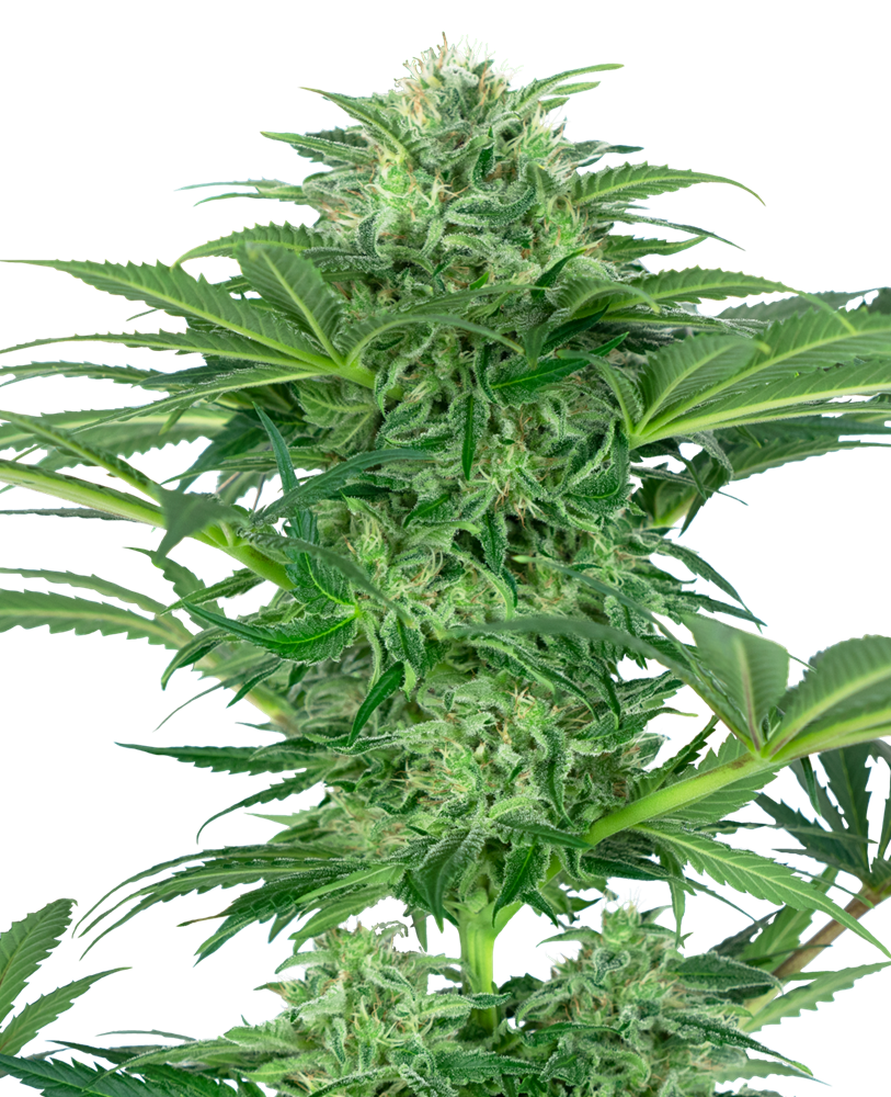 10 UND FEM - SKUNK DREAM CBD