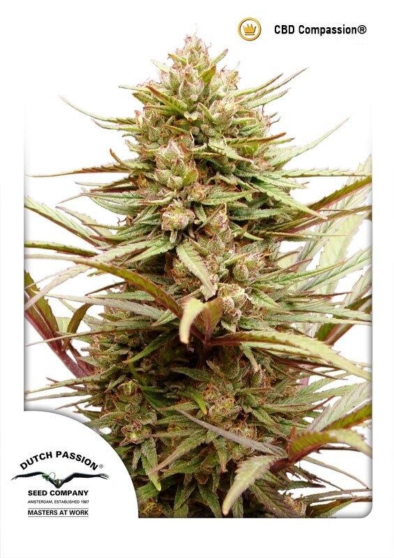 3 UND FEM - CBD COMPASSION 3 UND FEM - CBD COMPASSION