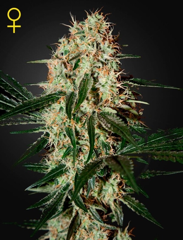 3 UND FEM - ARJAN'S HAZE #3 3 UND FEM - ARJAN'S HAZE #3