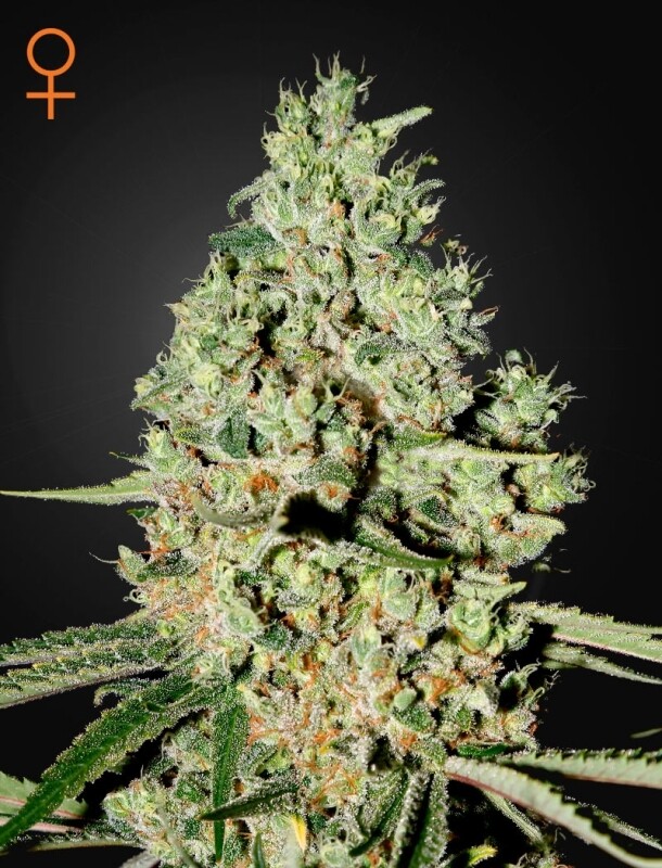 3 UND FEM - SUPER CRITICAL 3 UND FEM - SUPER CRITICAL
