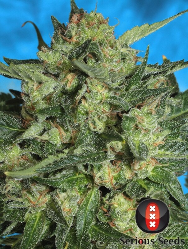 6 UND FEM - AUTO WHITE RUSSIAN#1