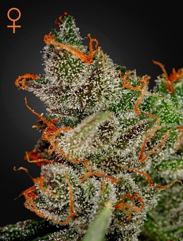 5 UND FEM - KING'S KUSH 5 UND FEM - KING'S KUSH