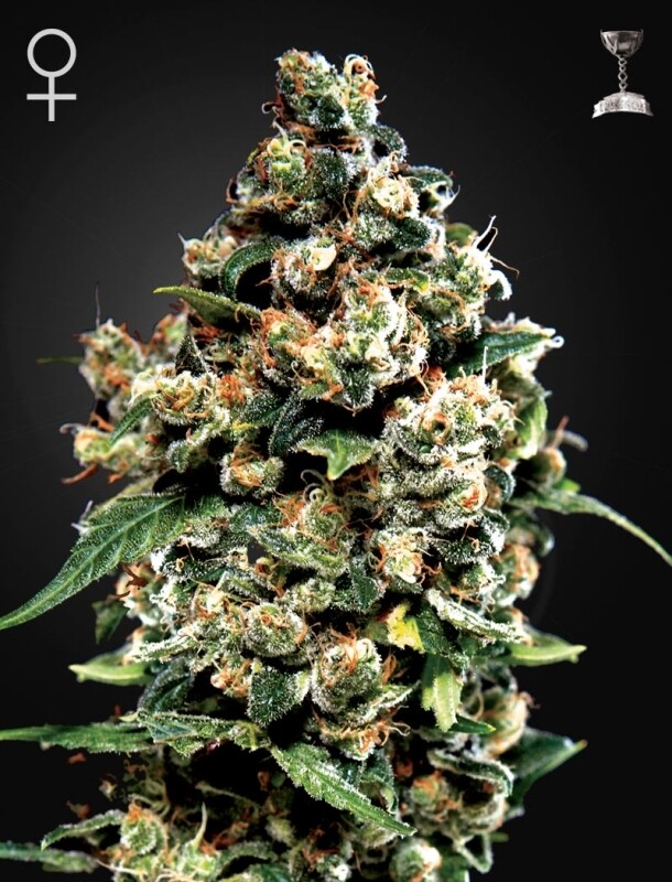 10 UND FEM - JACK HERER 10 UND FEM - JACK HERER