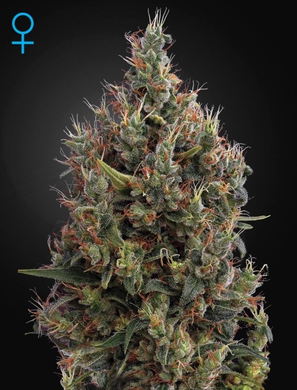 3 UND FEM - BIG BANG AUTO FLOWERING 3 UND FEM - BIG BANG AUTO FLOWERING