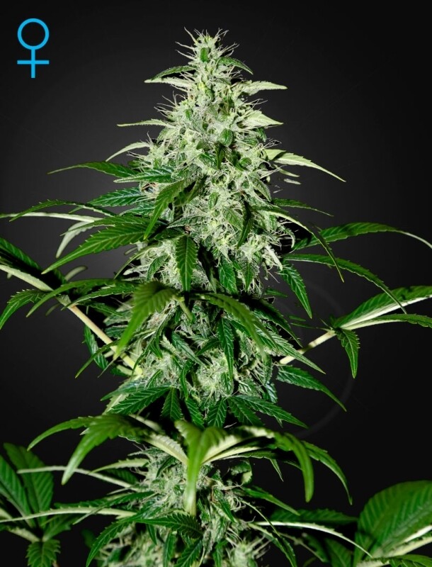 10 UND FEM - KALASHNIKOVA AUTOFLOWERING 10 UND FEM - KALASHNIKOVA AUTOFLOWERING