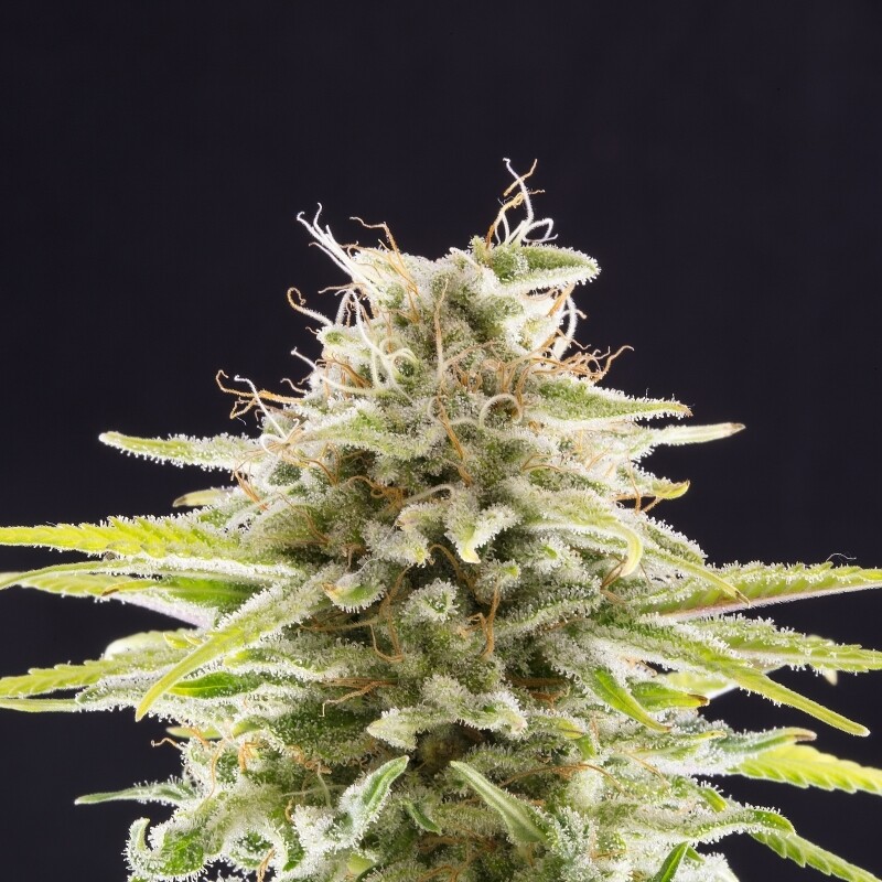 3 UND FEM - SUPER OG KUSH 3 UND FEM - SUPER OG KUSH