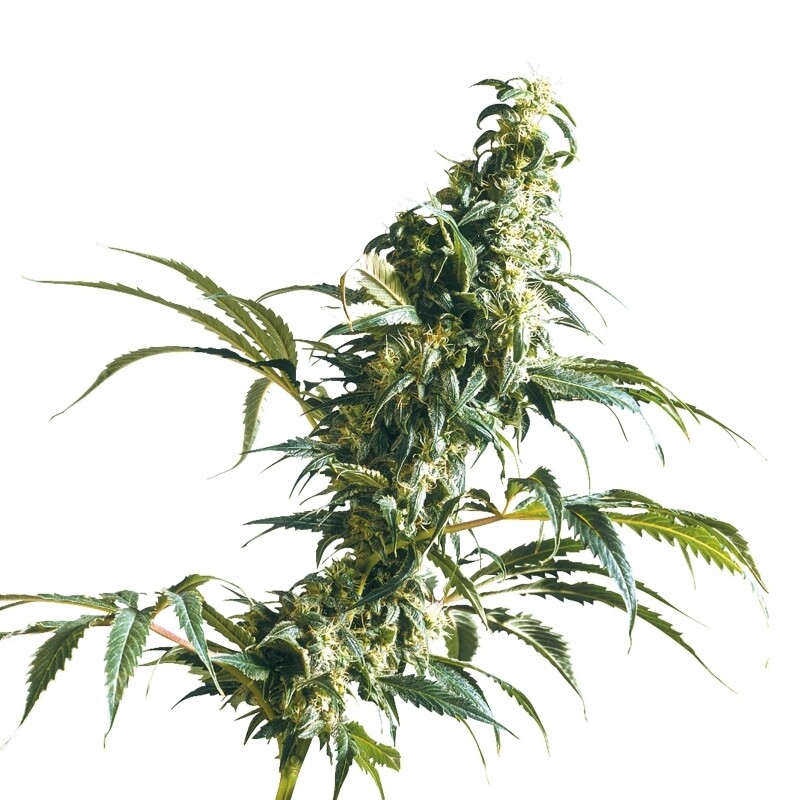 10 UND REG - MEXICAN SATIVA®