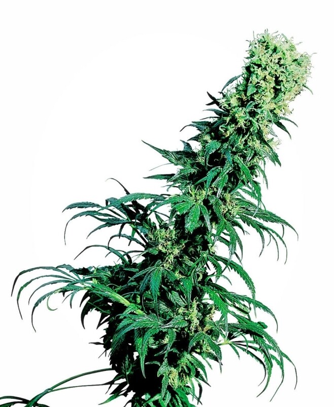 10 UND REG - EARLY PEARL® 10 UND REG - EARLY PEARL®