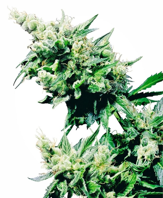 10 UND REG - HASH PLANT® 10 UND REG - HASH PLANT®