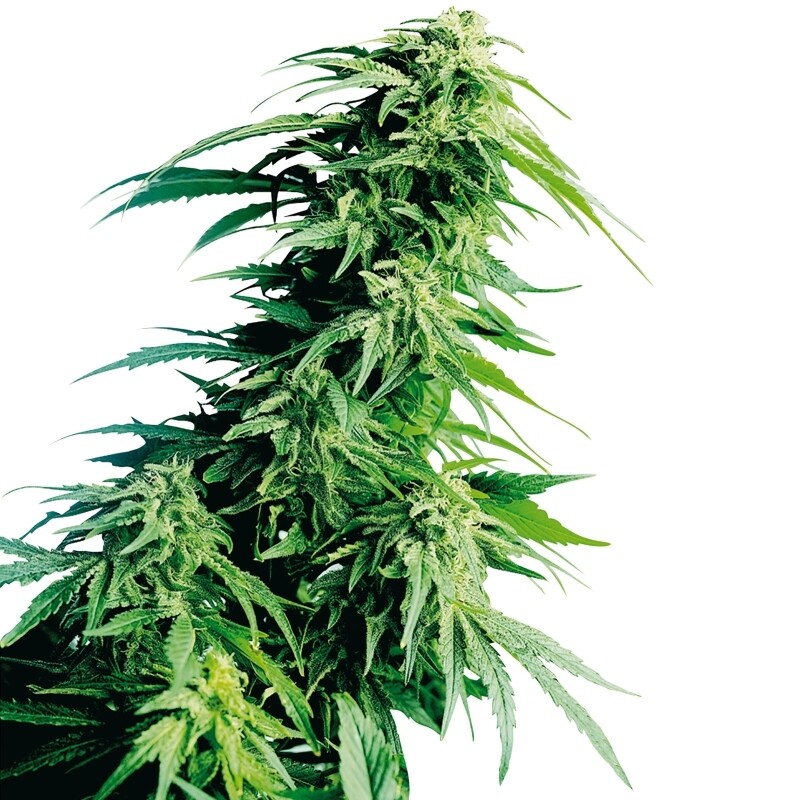 10 UND FEM - HINDU KUSH ® 10 UND FEM - HINDU KUSH ®