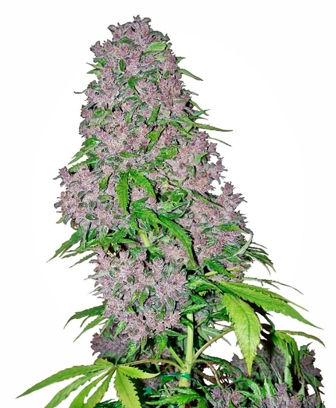 3 UND FEM - PURPLE BUD