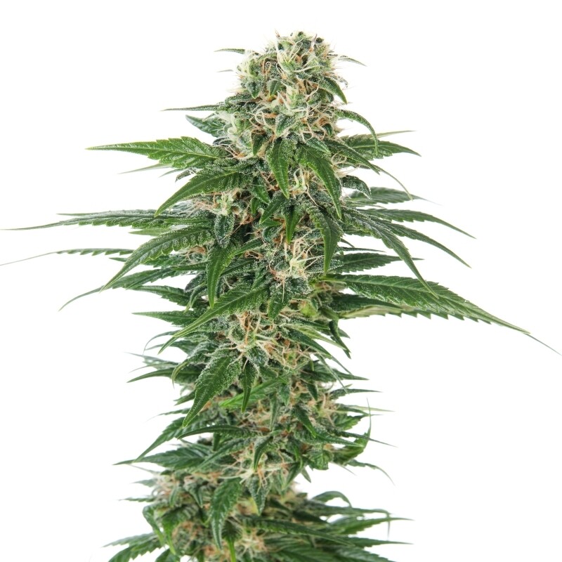 5 UND FEM - EARLY SKUNK AUTOMATIC 5 UND FEM - EARLY SKUNK AUTOMATIC