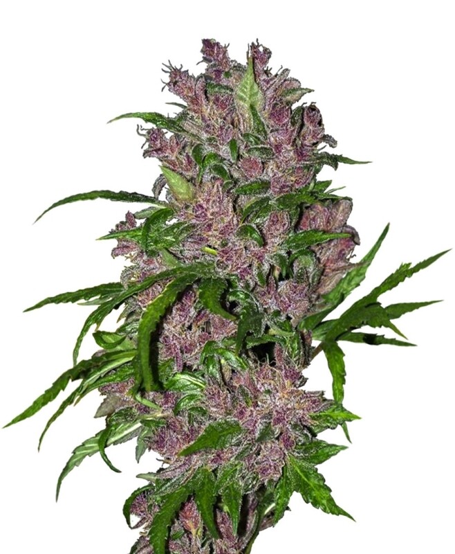 10 UND FEM - PURPLE BUD AUTO WHITE LABEL