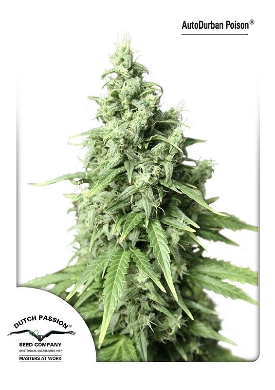 7 UND FEM - AUTO DURBAN POISON