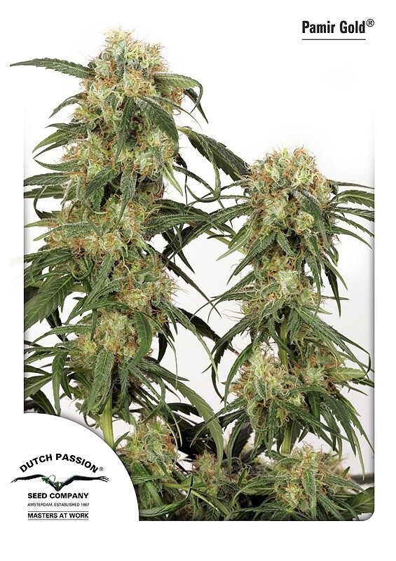 5 UND FEM - PAMIR GOLD® 5 UND FEM - PAMIR GOLD®