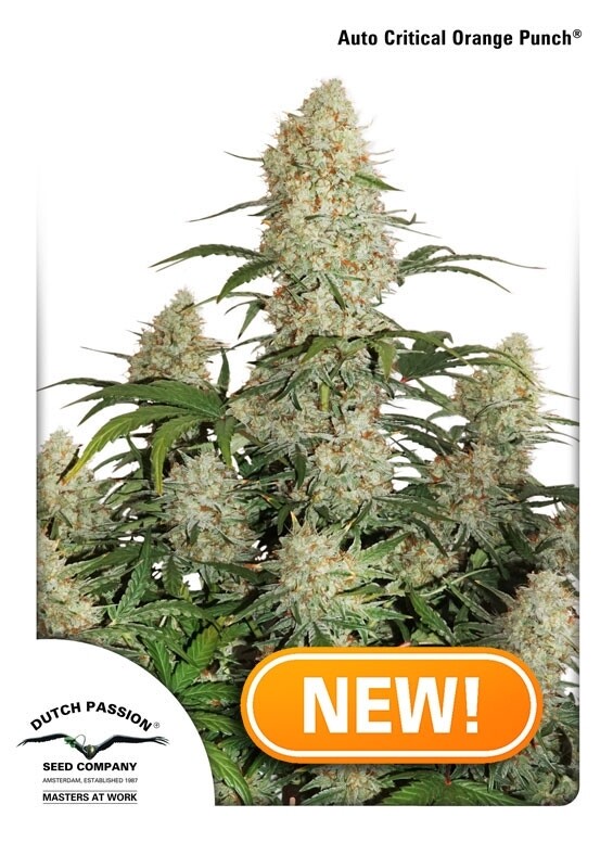 100 UND FEM - AUTO CRITICAL ORANGE PUNCH 100 UND FEM - AUTO CRITICAL ORANGE PUNCH