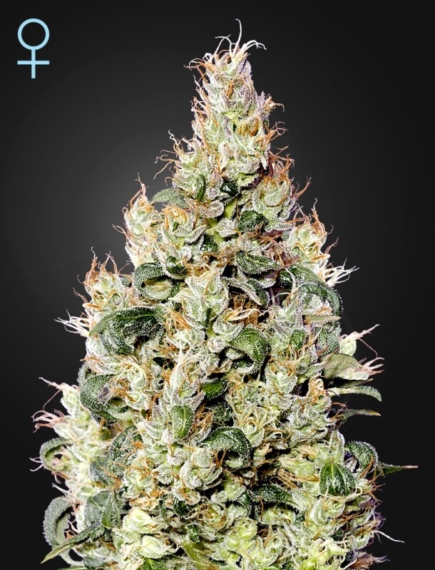 3 UND FEM - EXODUS CHEESE AUTO CBD 3 UND FEM - EXODUS CHEESE AUTO CBD