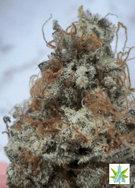 BLACK STAR (COLOMBIAN'S JACK) FEMINIZADA 10 UNIDADES