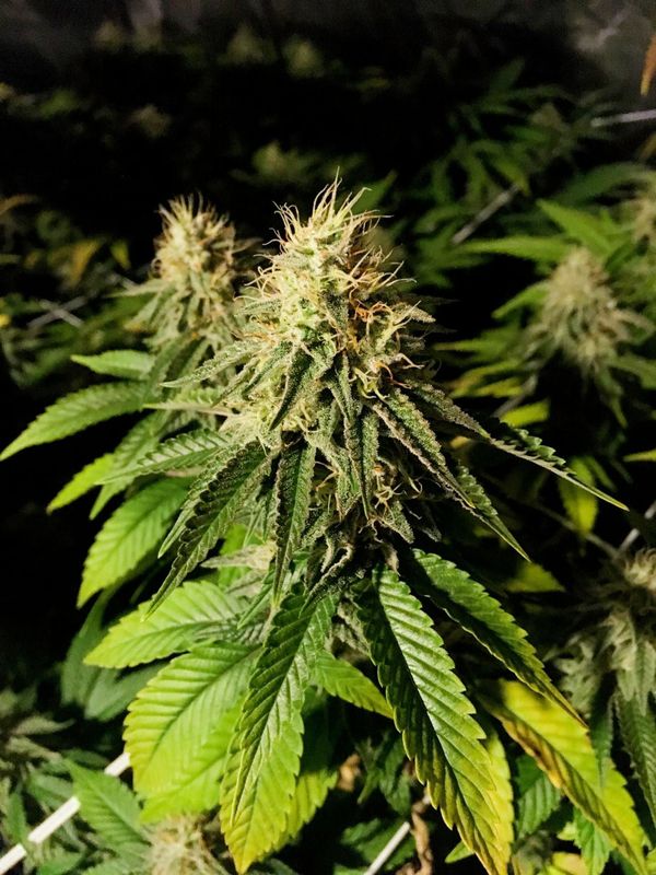 CASSIOPEA (BANANA MONKEY x NEBULA) FEMINIZADA 25 UNIDADES