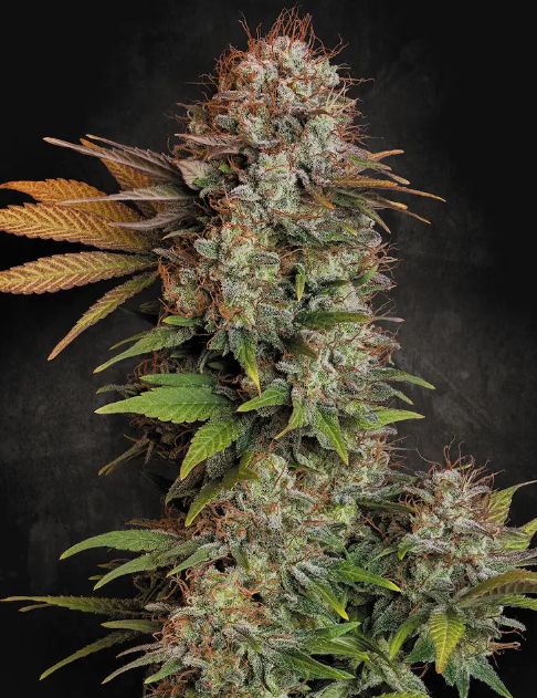 STARCLOUD (NEBULA S1) FEMINIZADA 100 UNIDADES