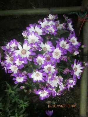 Cineraria
