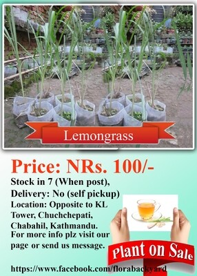 Lemongrass
