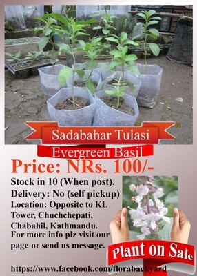 Evergreen Basil (Tulasi)