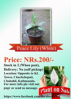 Peace Lily