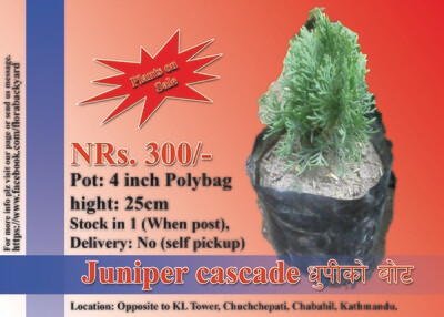 juniper cascade