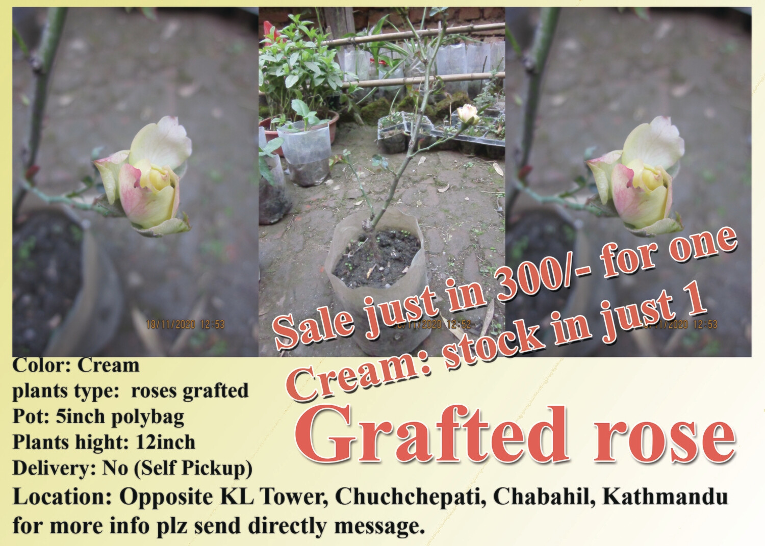 Grafted Rose